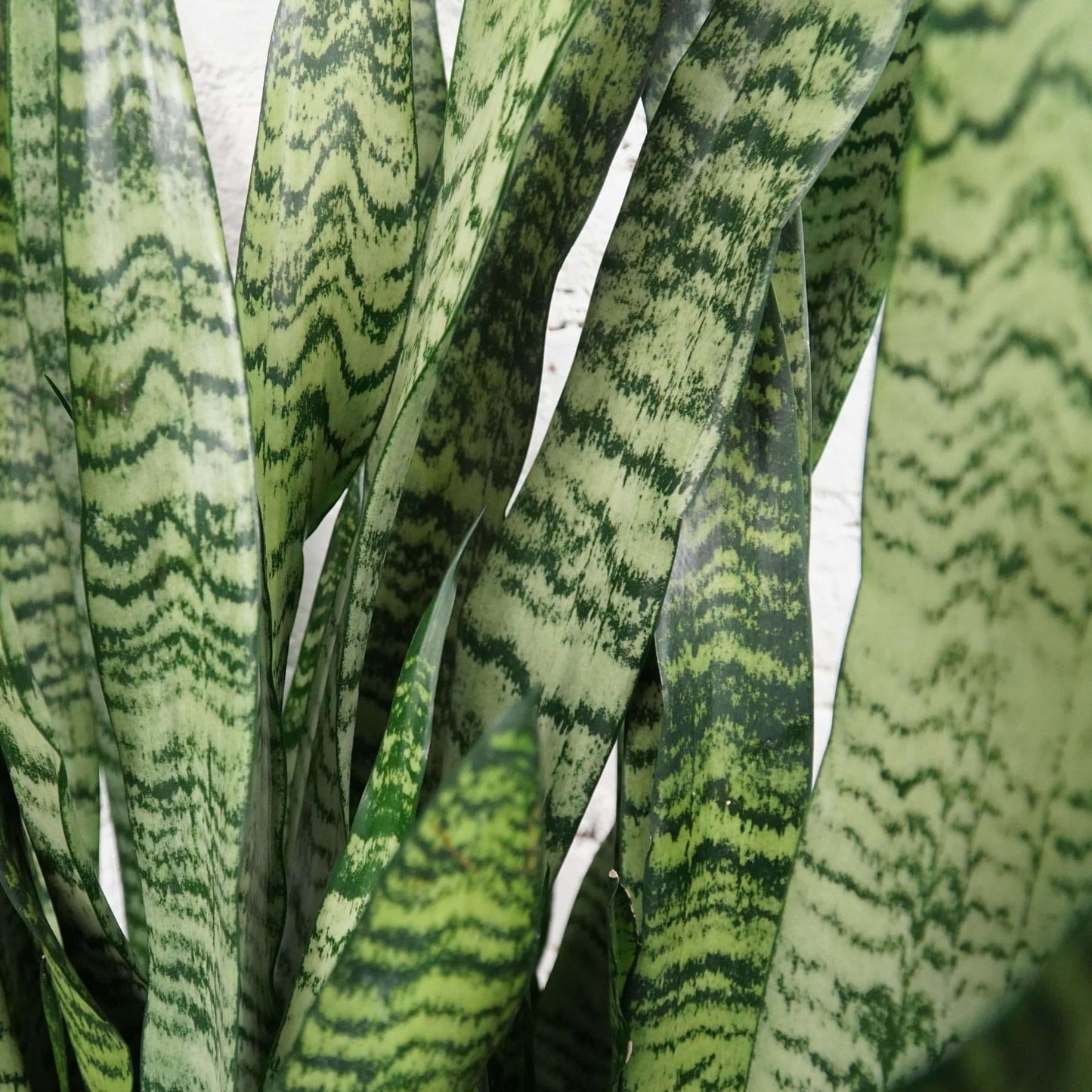 Snake Plant 'Zeylanica' | Live Plant for Indoor & Outdoor | for Living Room, Office, Bathroom | (10" Pot)