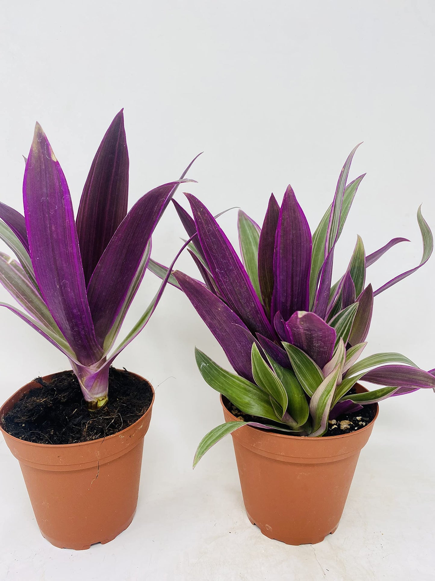 JM BAMBOO Nanouk Moses in The Cradle Plant -2 Plants -Rhoeo spathacea Tricolor 4inch Pot