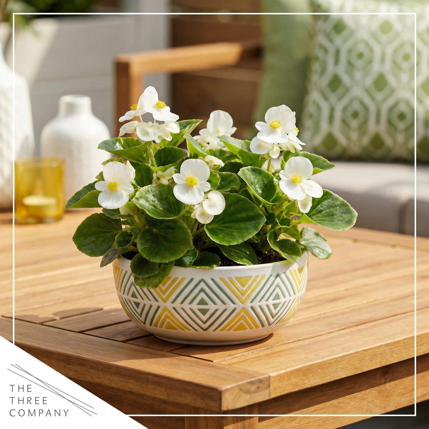 Live Begonia - Green Leaf Ambassador White (4 Per Pack), Beautiful Shade Annual, Ships 8" Tall by 4" Wide in 1 Pt Pot