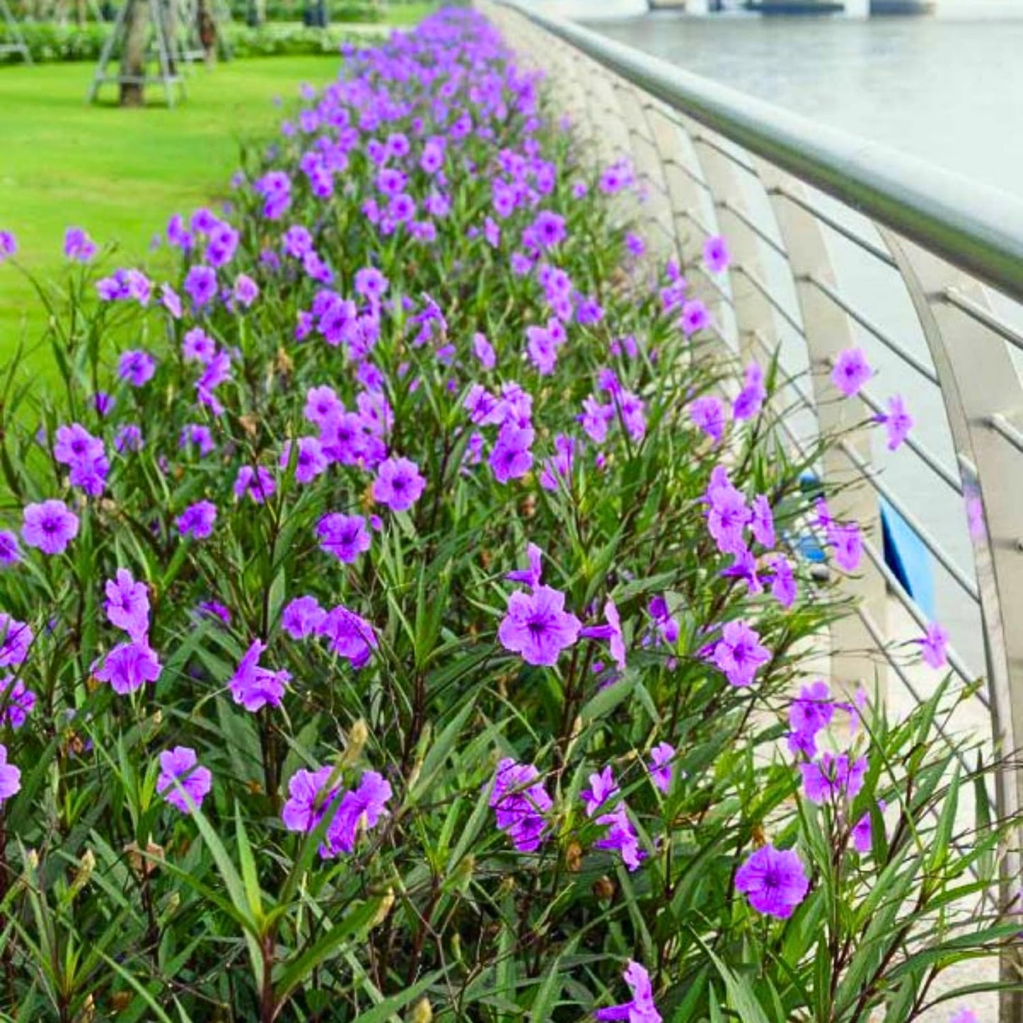 6 Mexican Petunia Live Plants, Vibrant, Low-Maintenance Perennial Flowers, 4-7 Inches, Garden or Containers Growing (Purple Showers)