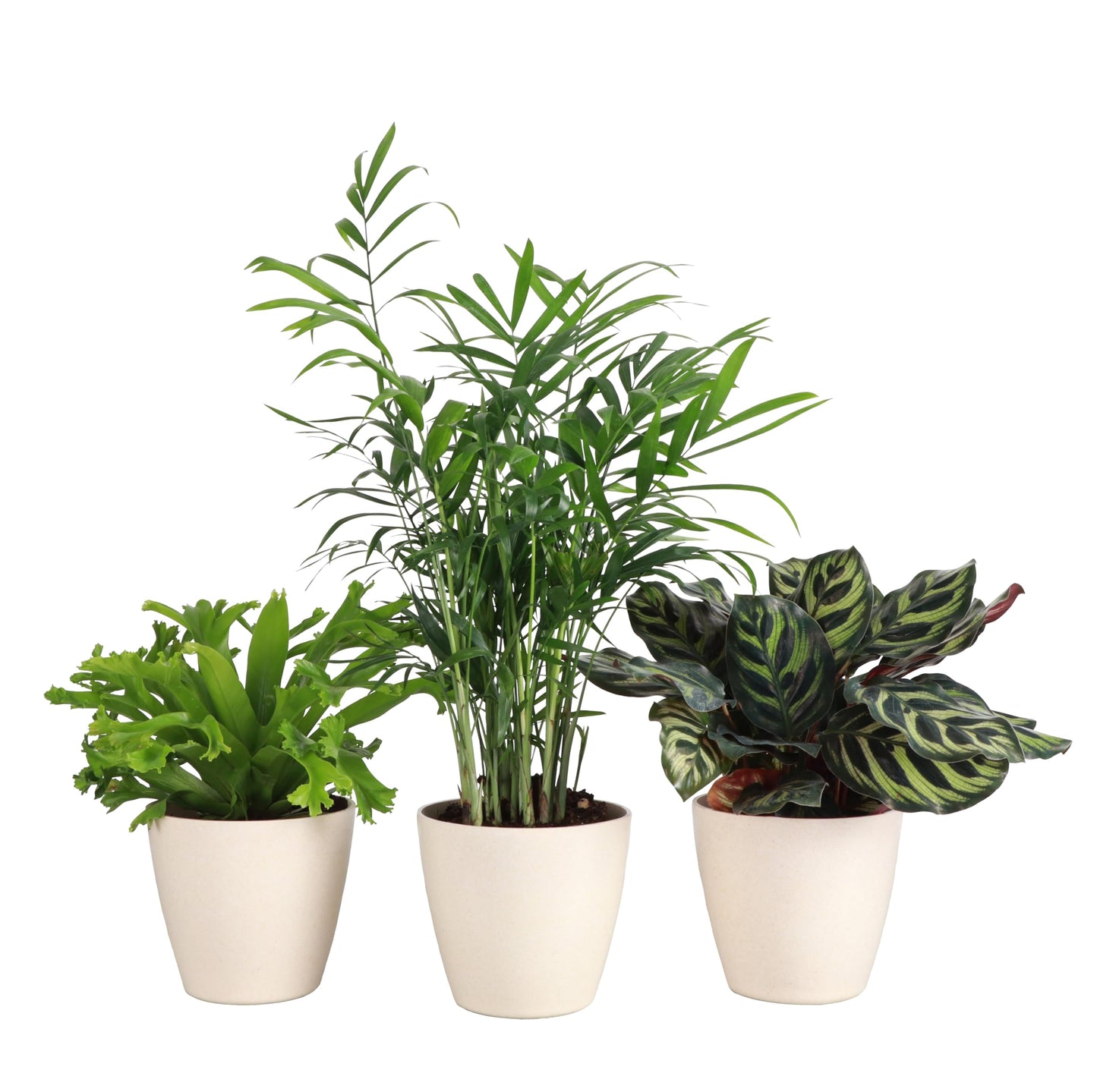 Thorsen's Greenhouse Live Pet Friendly Indoor Houseplants, Live Plants, Safe for Pets, 4" Diameter Pot, 3-Pack (Natural)