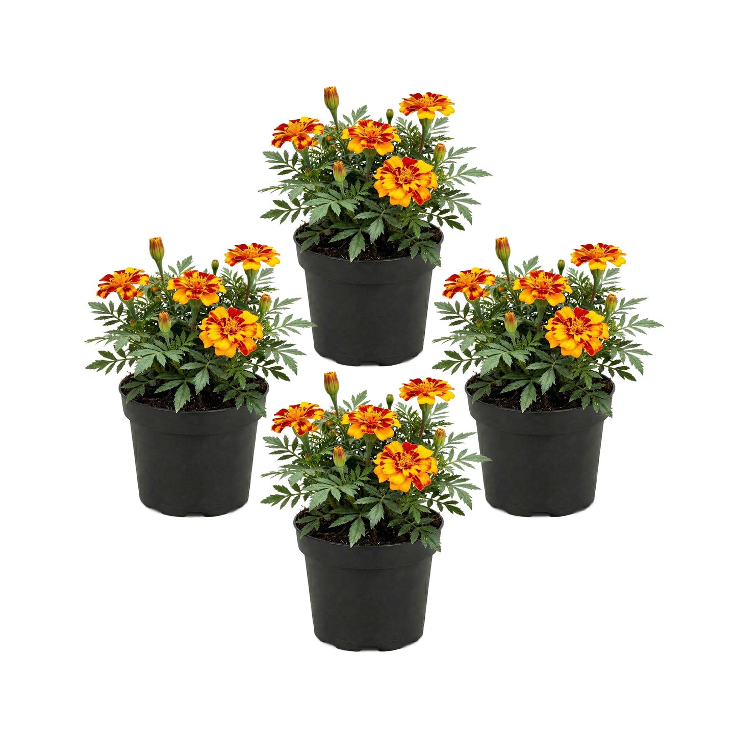 Live Flowering Marigold - Durango Bolero (4 Per Pack), Beautiful Spring Color, 8" Tall by 4" Wide in 1 Pt Pot