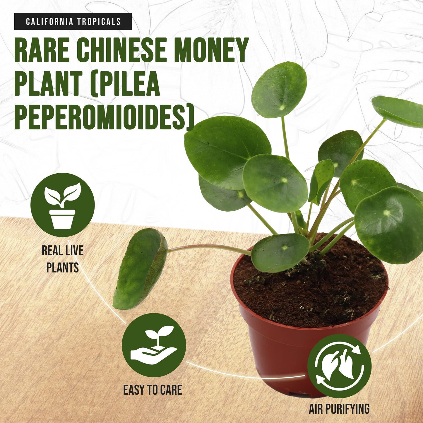 California Tropicals Rare Chinese Money Plant (Pilea Peperomioides) - Live House Plant, 4 Inch Pot for Easy Care, Perfect for Office, Home & Feng Shui Decor, Real Plants for Gardening