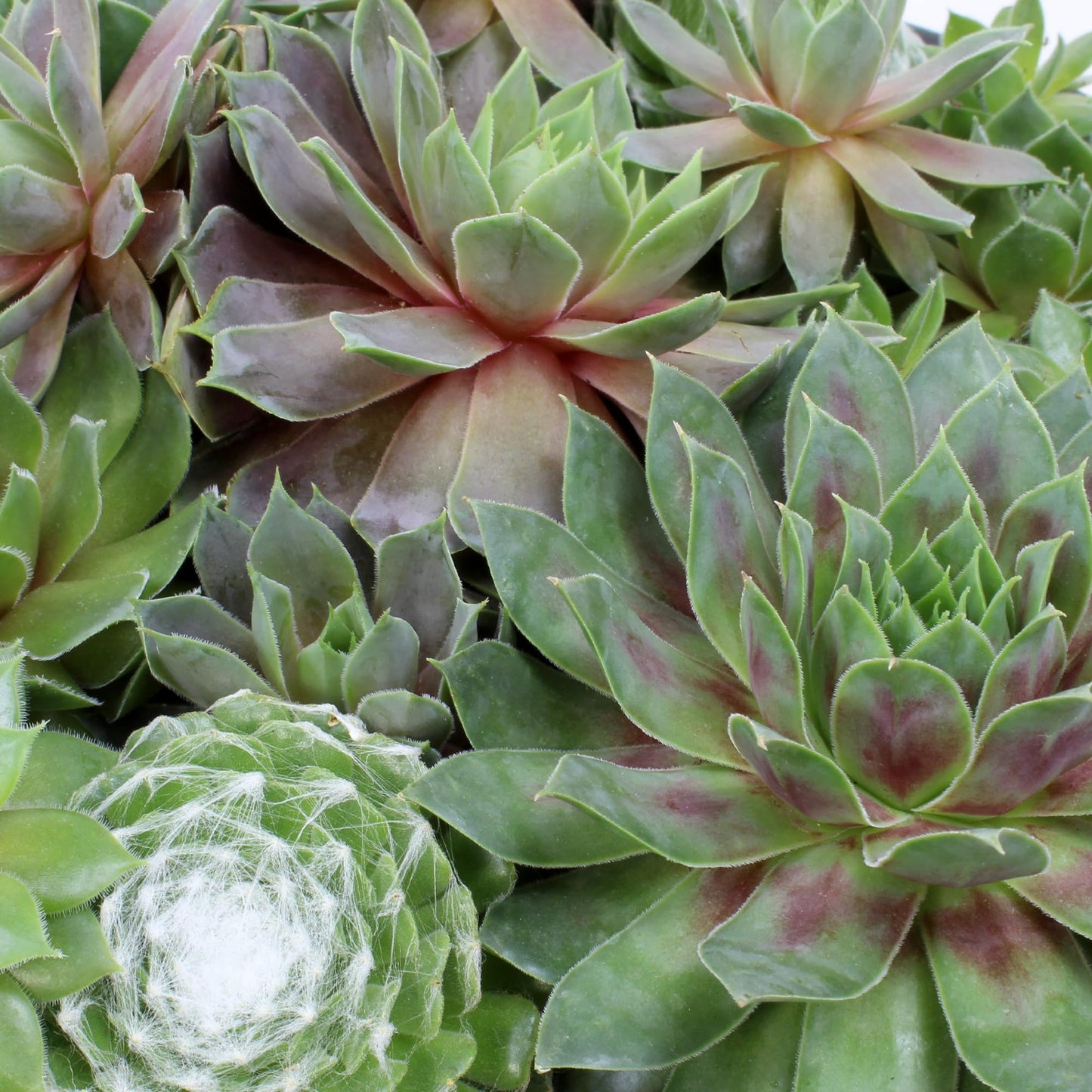 Altman Plants Non-Toxic Live Sempervivum Succulent Plant Gift in 8" Decorative Pot, Real Succulents to Grow, Easy Care Hens and Chicks, Hardy & Low-Maintenance Gift for Gardeners, Popular Houseplants