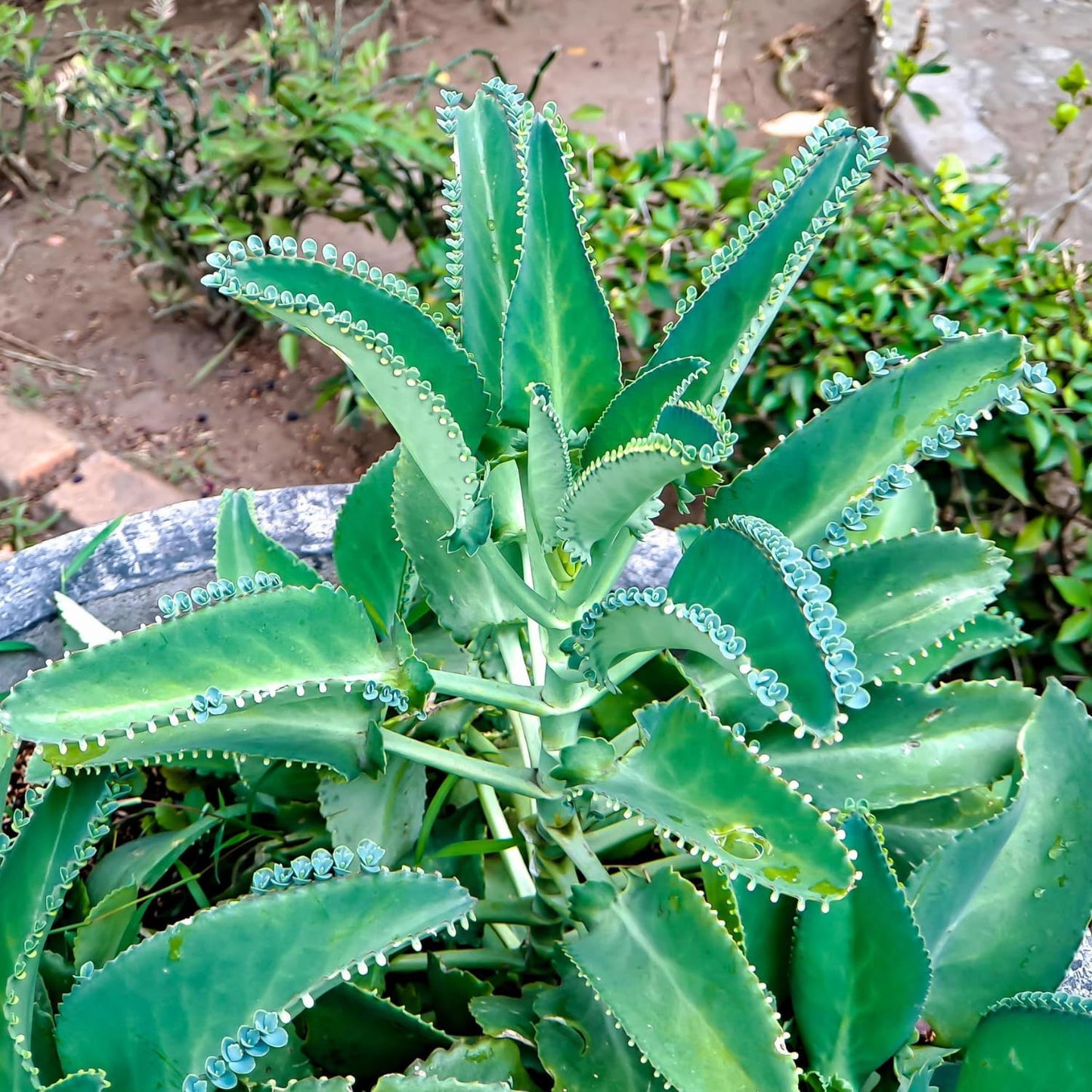 Kalanchoe Mother of Thousands Plant Live, Rare Kalanchoe Succulent Flowering Home Garden, in 2" Pot