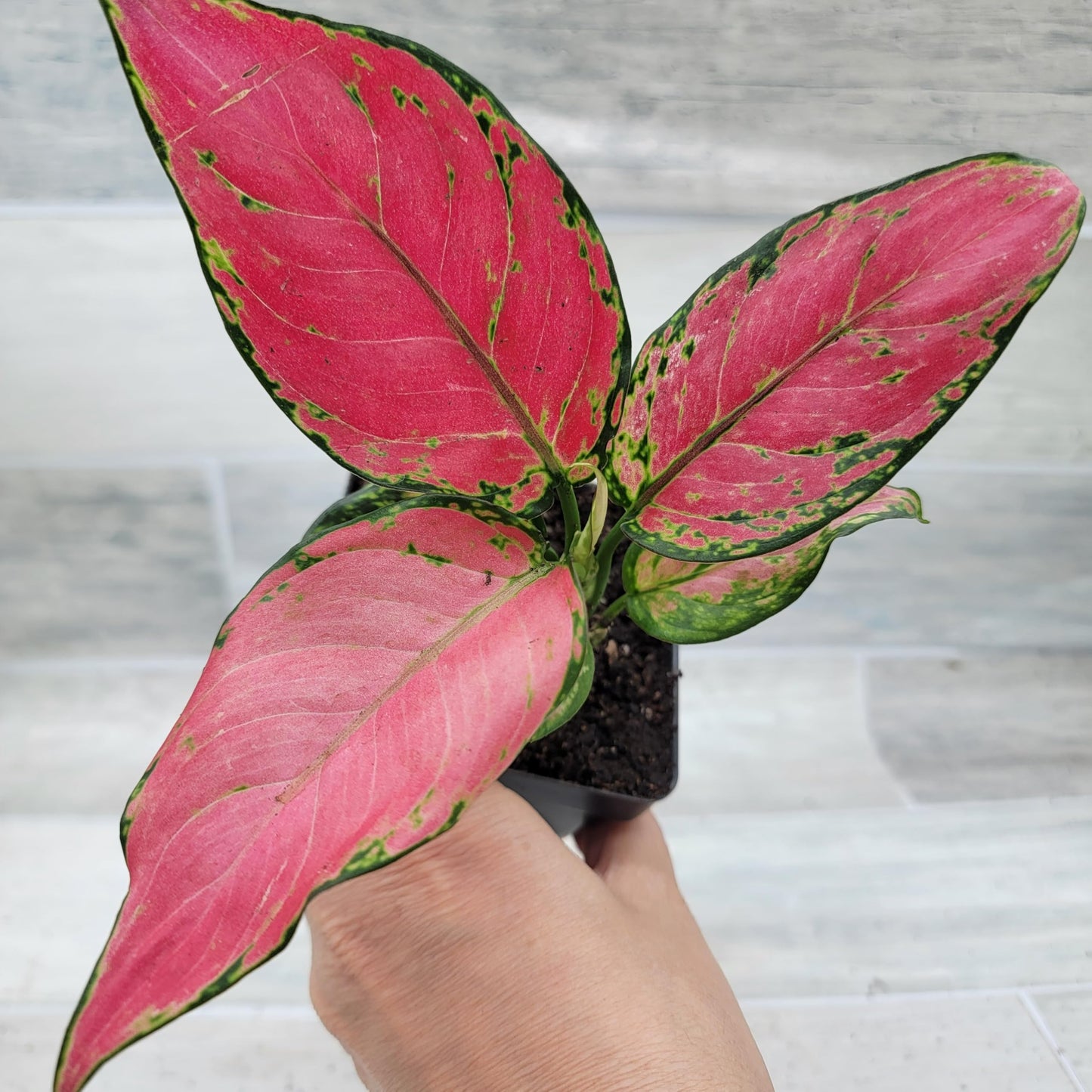 Aglaonema Wishes Pink Lady Valentine, Chinese Evergreen Live Rare House Plants All Plants are Fully Rooted Plants in 4 inch Pot by 3exoticgreen