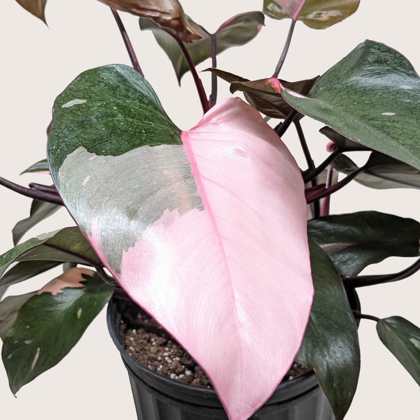 Philodendron 'Pink Princess' | Live Plant for Indoor & Outdoor | for Living Room, Office, Bathroom | (6" Pot)