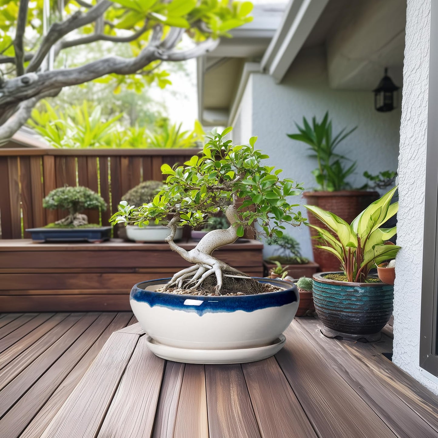 SQOWL Bonsai Tree Pots - 12 Inch Ceramic Succulent Planters, Large Bonsai Pot with Drainage Hole and Tray, Shallow Planter Indoor, Bowl Round Planter, Home Decor, Plant Lover Gift, Blue Off-White