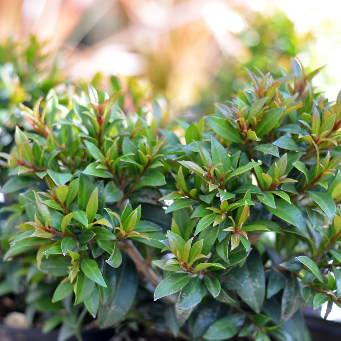 Eugenia globulus – Live Starter Plant | Rare Tropical Evergreen Shrub