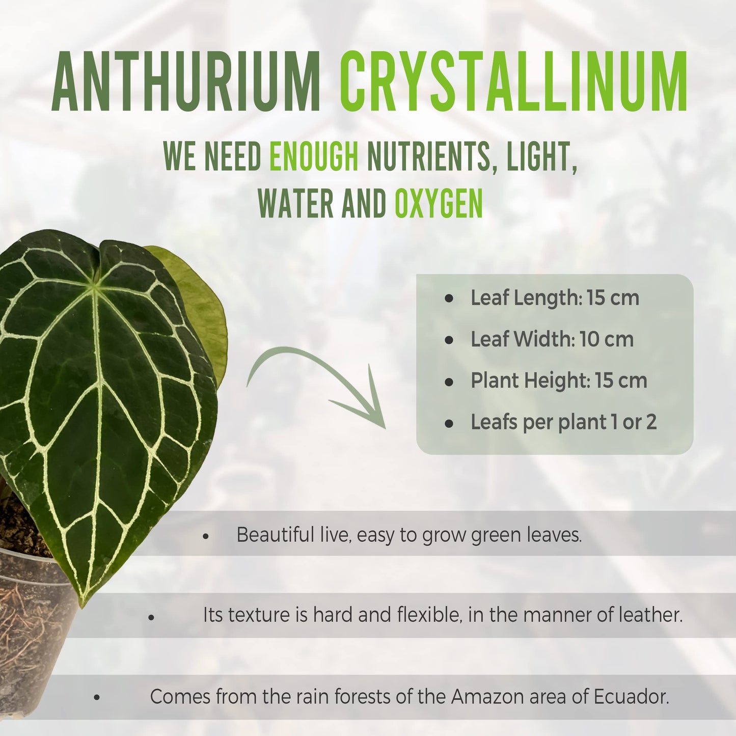 LEAL PLANTS ECUADOR Anthurium Crystallinum| Green Live House Plant for Indoors|Rare and Exotic Indoor Plants for Living Room|Anthuriums Live Plants |Crystallinum House Plant