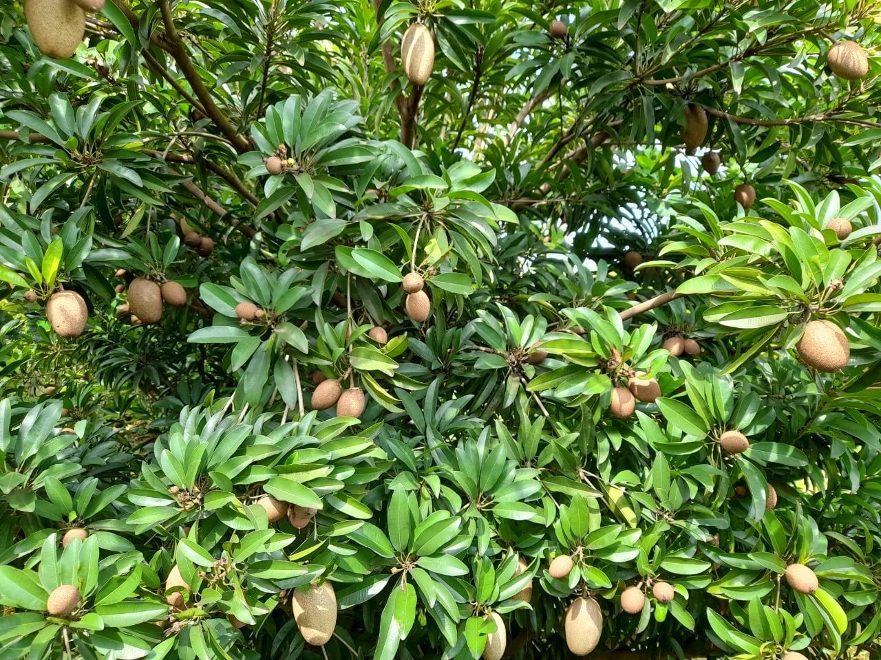 Grafted Sapodilla Tree, The Sapodilla Tree Already has Fruit. 3 to 4 Feet Tall, No Ship to CA and Hawaii.