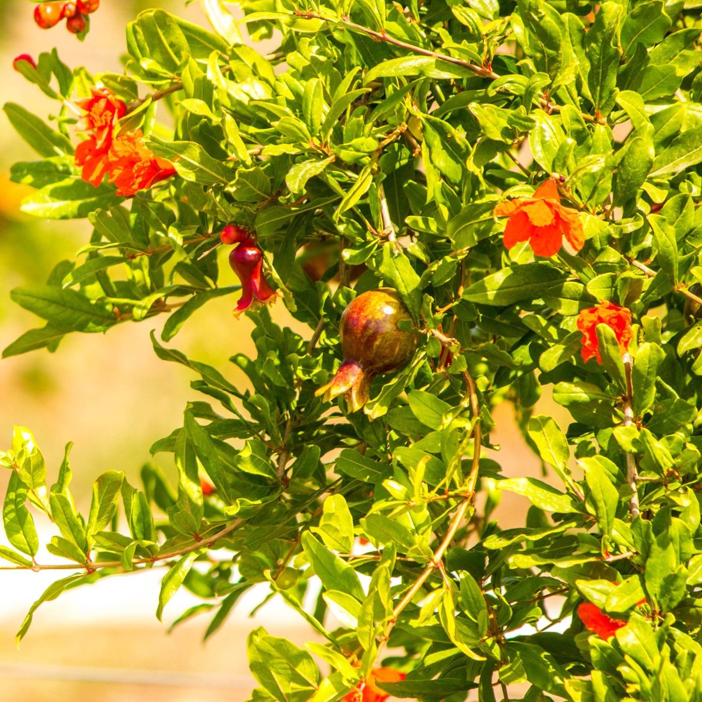Pomegranate Salavatski Live for Sale (4 Pack) | Easy to Grow Plants | Edible Fruit Plant for Sustainable Living | Grow Your own Food on Your Edible Organic Garden| Live for Planting| 2 inch Pot
