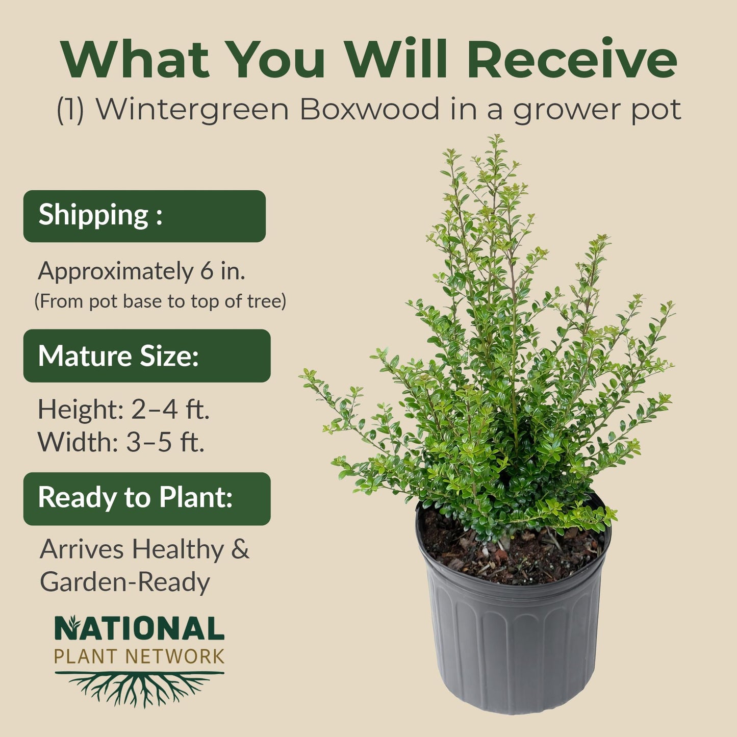 Wintergreen Boxwood Live Evergreen Shrub – Dense Green Foliage Grows Upto 4 ft in 1 Gal Grower Container – Easy-Prune Landscape Plant for Borders, Hedges & English Gardens, USDA Zones 4–9, 1-Pack