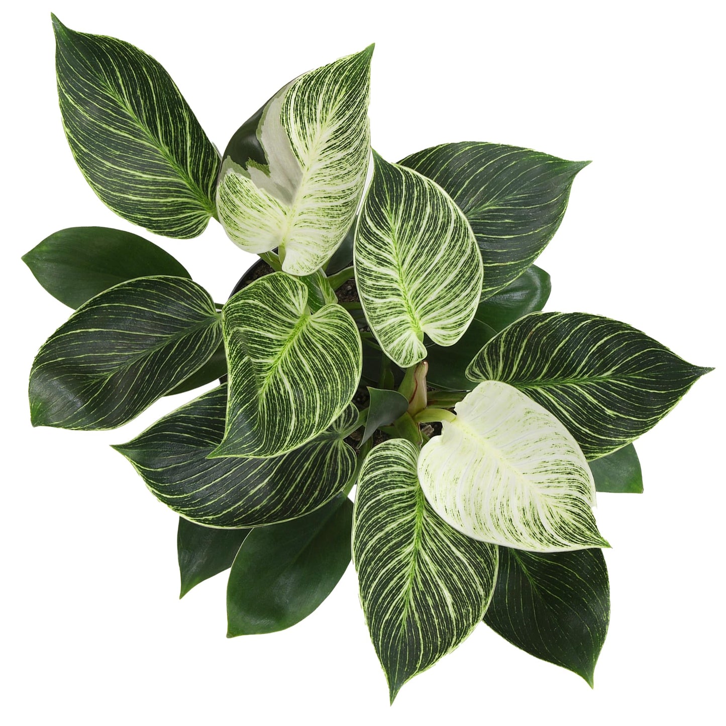 Variegated Philodendron Birkin House Plant Gift & Decor, Powerful Air Purifying Plant, Easy to Grow, Upright Philodendrons, Popular Live Indoor Plants, Includes 6" White Décor Pot, Unique Houseplants