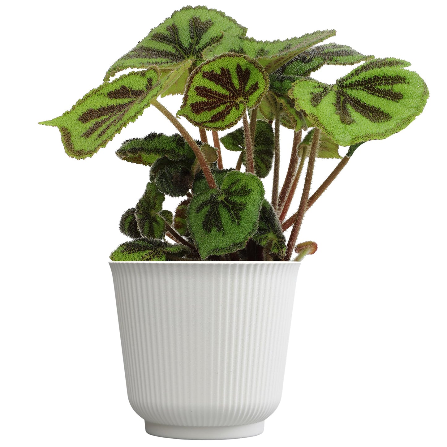 Begonia Masoniana Rock, Live Houseplant Decor in 6" White Pot, Textured Leaves, Easy Botanical Gift, Iron Cross Houseplants, Desk Decor & Gifts, Office Plants & Decorative Plants by Plants for Pets
