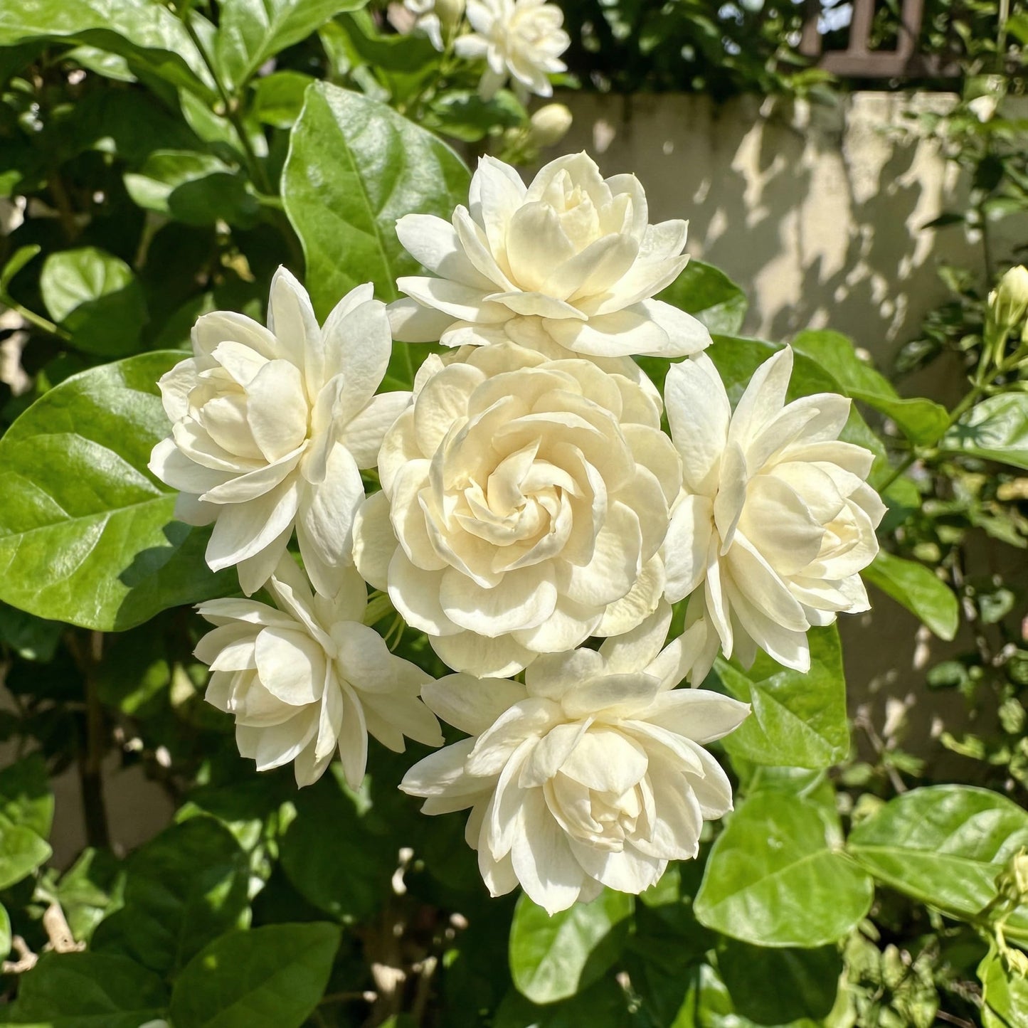 Duke of Tuscany Jasmine Plant 10-14'' Tall in Half Gallon Pot, Fragrant, Hardy Jasmine Flowering Plant for Planting Indoor Outdoor