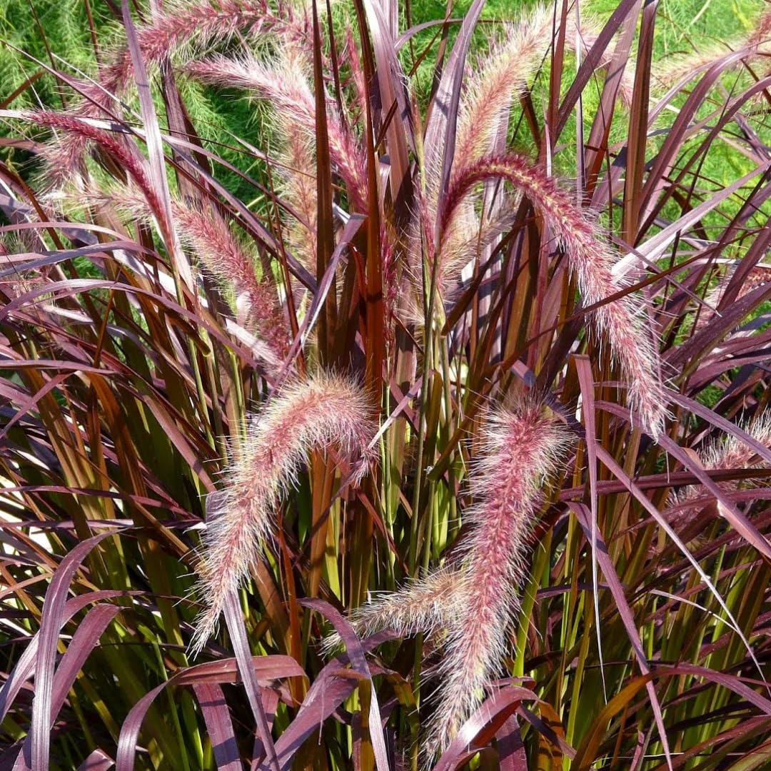 2 Grass Ornamental Grasses Seedlings, Live Grass Perennial Hardy Ornamental Plants, Outdoor Planting, 5-9" Tall (Purple Fountain)