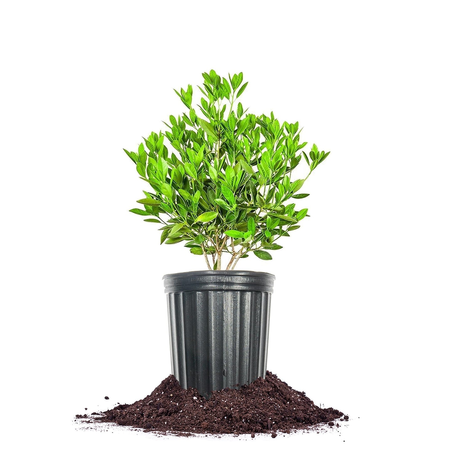 Perfect Plants Ocala Anise 1 Gallon | Live Shrub for Landscaping | Evergreen & Provides Privacy
