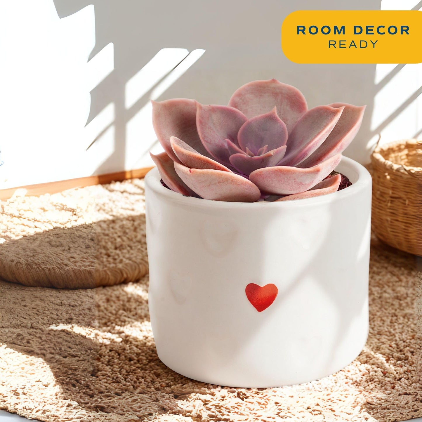 Costa Farms Mini Succulent Live Plants in Decorative Pots, Easy to Maintain Indoor Succulents, Houseplants for Home or Office Decor, House Warming or Birthday Gift, 2-3.5 Inches Tall, Pack of 3