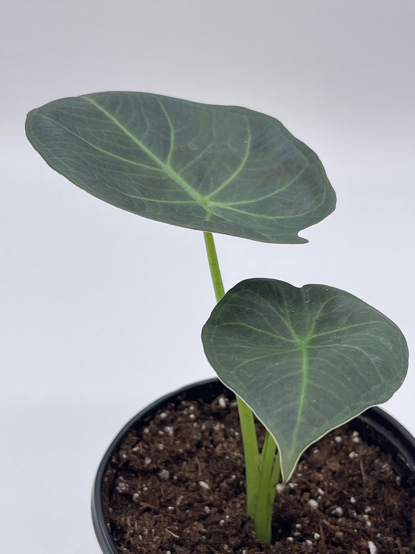 BubbleBlooms Alocasia Regal Shield in a 4 inch Pot Very Rare Elephant's Ear