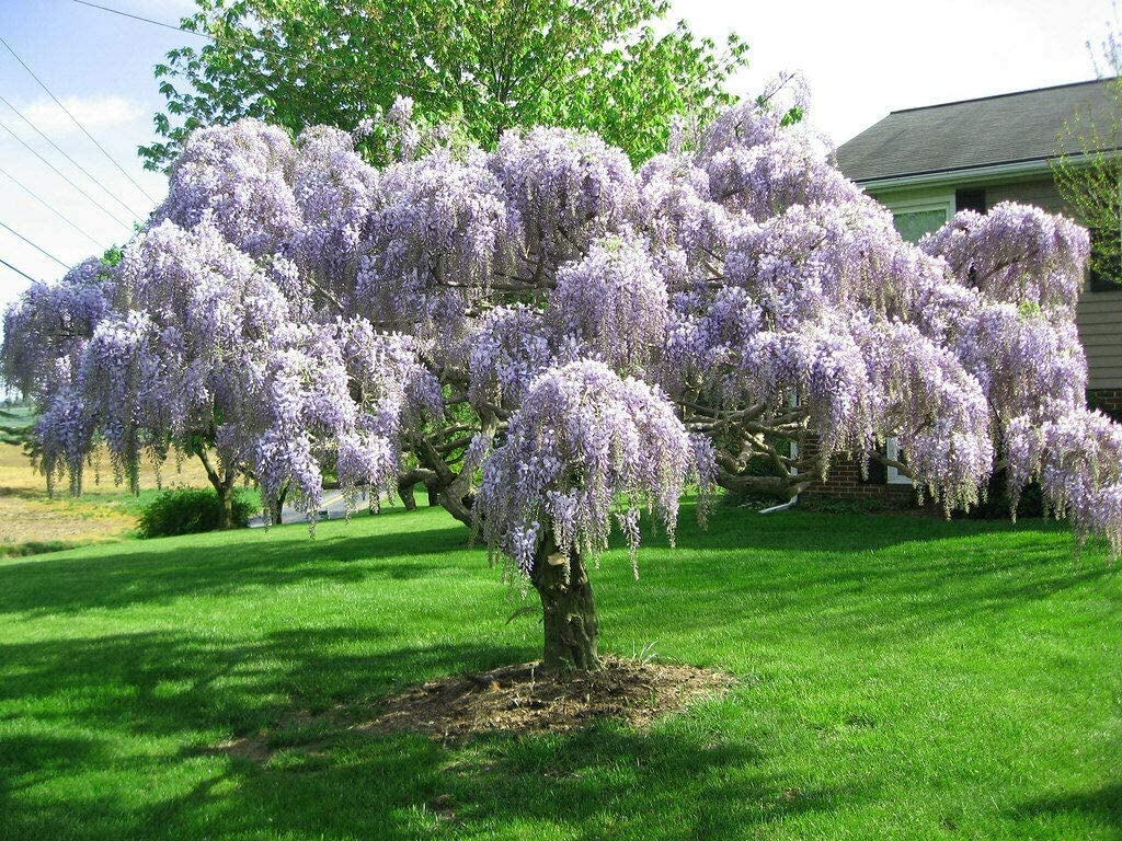 Purple Chinese Wisteria Tree - 6-12" Tall Seedling - 2.5" Pot - Live Plant - Wisteria sinensis