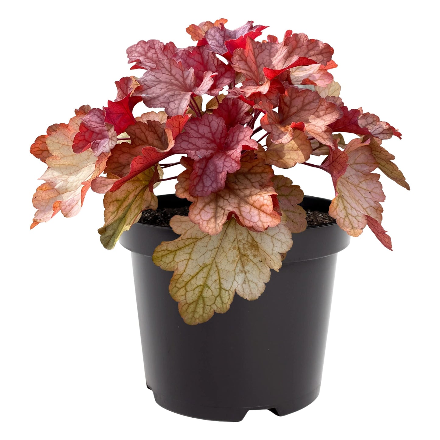 Live Heuchera (Coral Bells) - Shades of Red - Beautiful Shade Perennial - Healthy Spring Plant - 12" Tall by 6" Wide in 2.5 Qt Pot