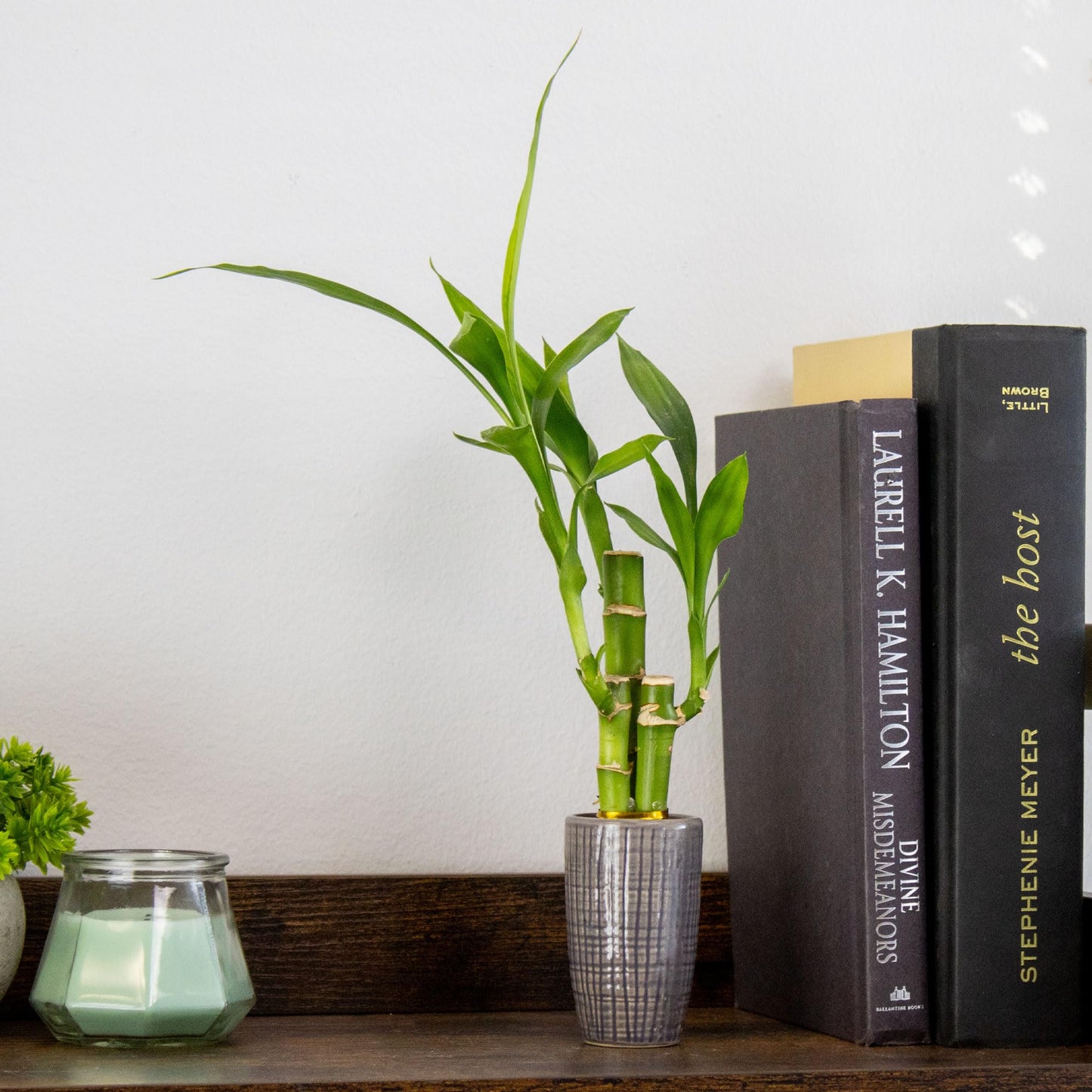 3 Stalk Live Lucky Bamboo Arrangement in Mini Color Ceramic Vase - Colorful Poterry, Indoor House Plants, Feng Shui, Lucky Plant, Houseplant (Plum)