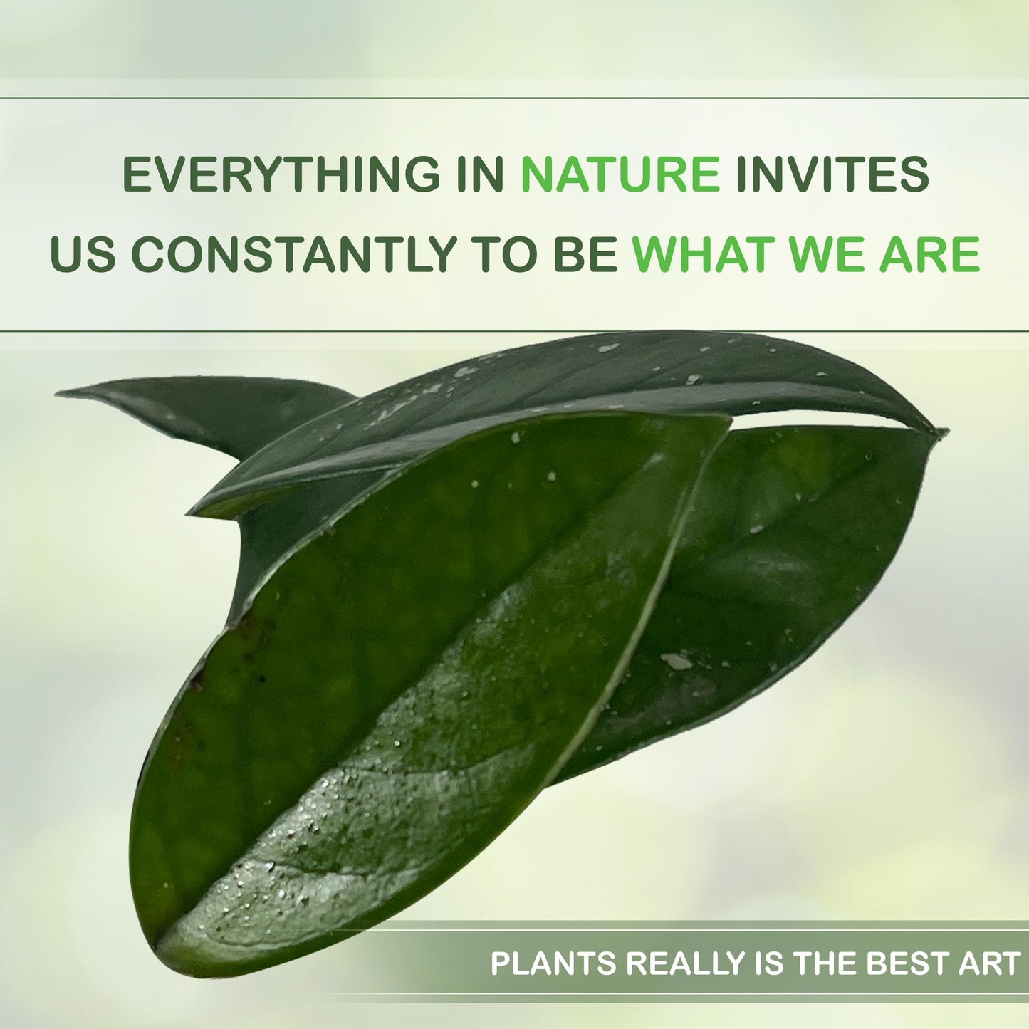 LEAL PLANTS ECUADOR Hoya Carnosa Live Plant (Pack of 2)| Wax Plant for Indoor Décor | Unique Houseplant with Waxy Foliage, Unique Gift for Plant Lover