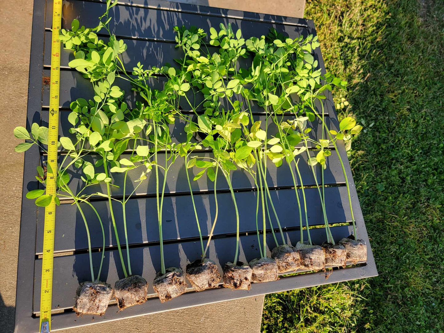 Moringa Tree Live 1 Moringa Plant with Free Moringa Seeds. Drumstick Tree - Miracle Tree - Malunggay - Easy to Grow - Herb - Vegetable - Nutrient-Dense