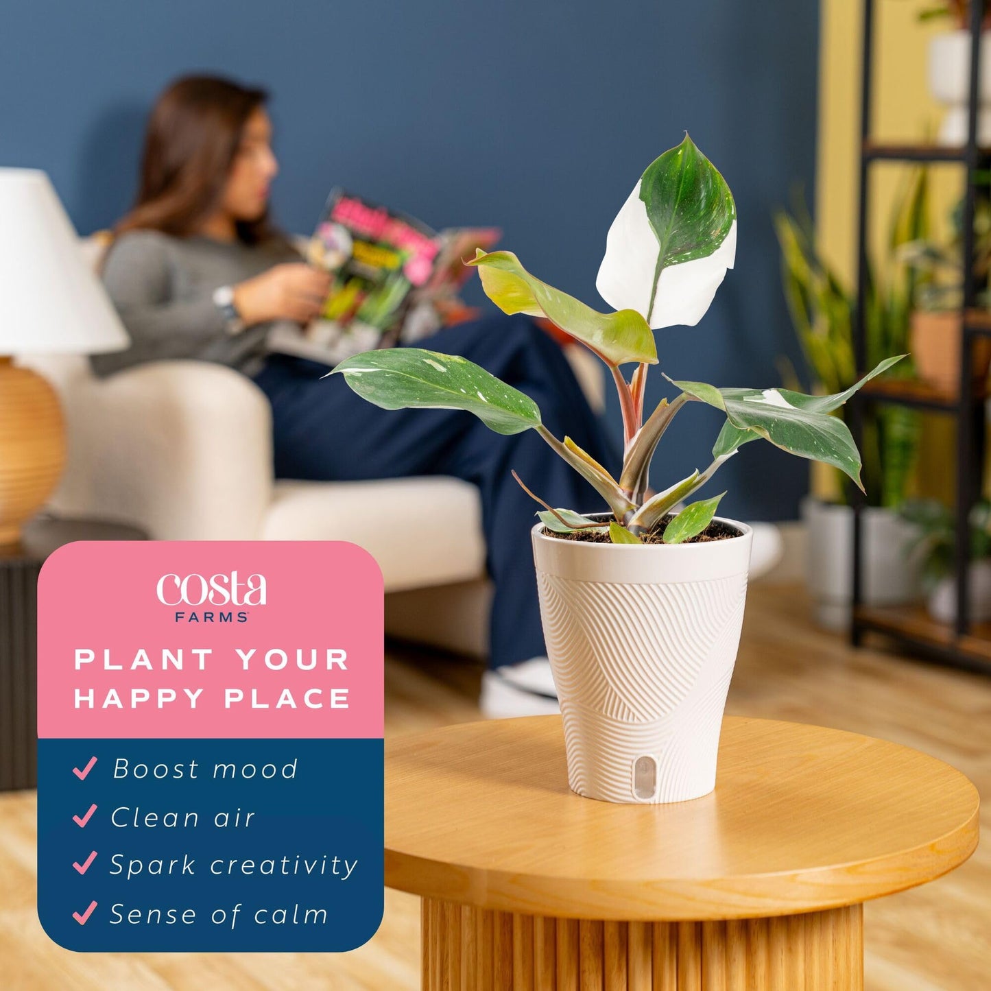 Costa Farms Philodendron White Knight Live Plant in Self Watering Pot, Indoor Houseplant, Perfect for Home, Room, or Office Decor, Great House Warming or Birthday Gift, 12-18 Inches Tall
