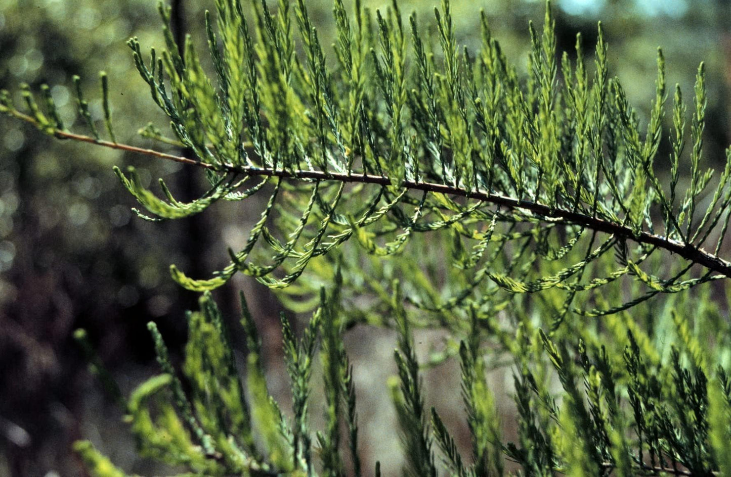 Pond Cypress | 3 Live Trees | Taxodium Ascendens | Wet Tolerant Fast Growing Shade Tree