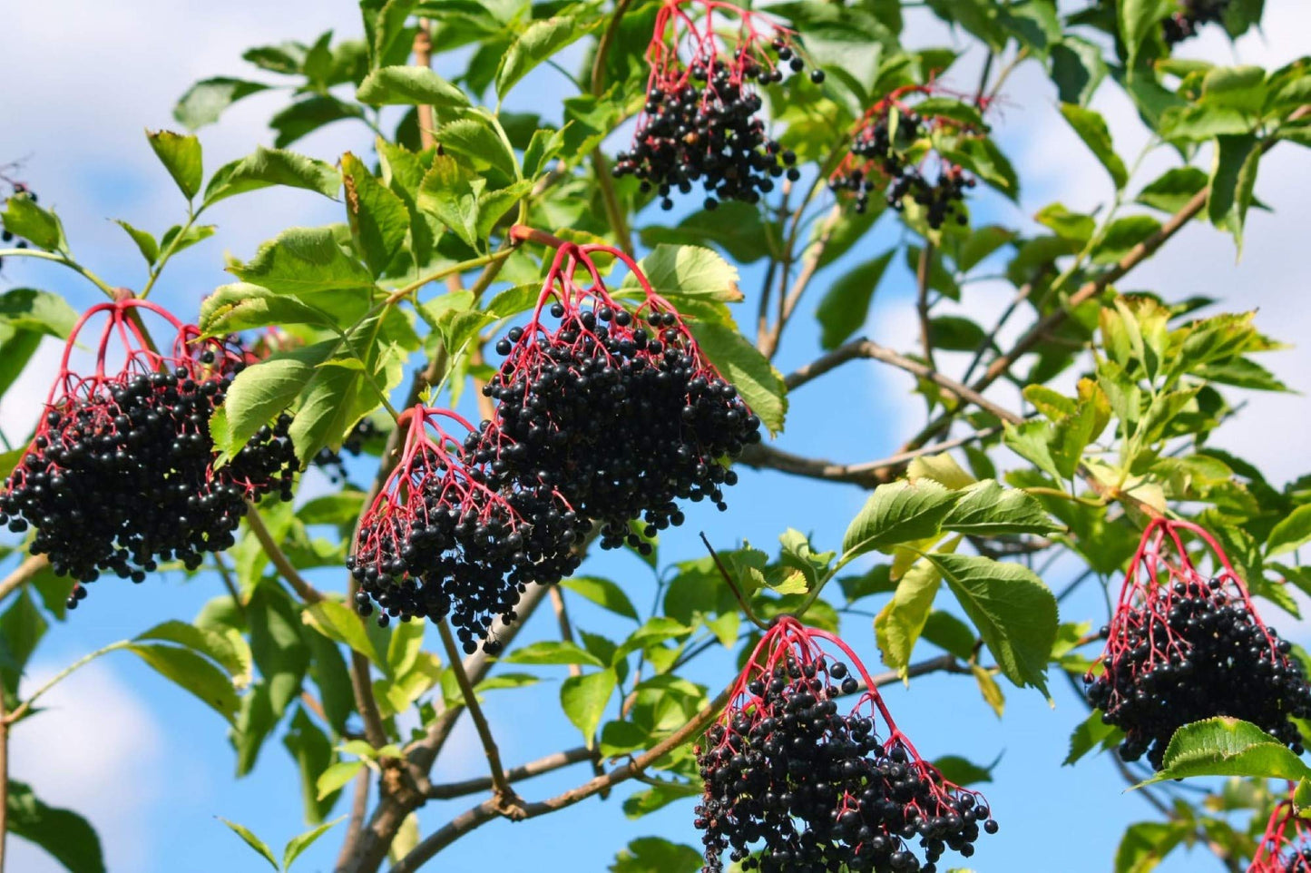 One Live Rooted Plant of Elderberry, Sambucus nigra, Sent Bare Root