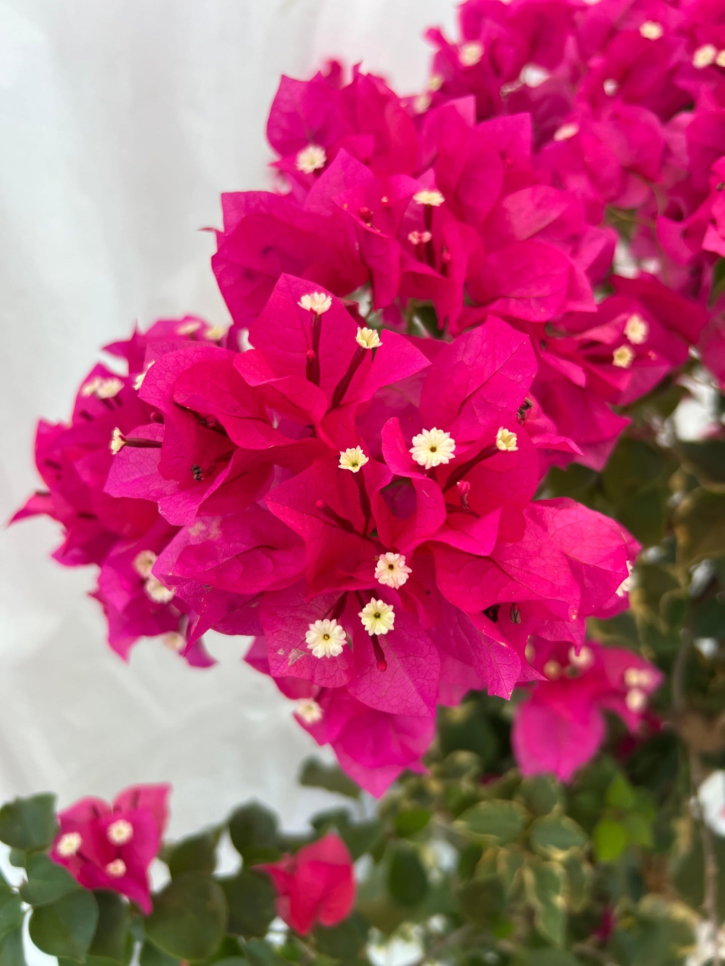 16" Tall Pink Bougainvillea Live Well Established Plant in 6" Pot with Wood Trellis Bright Colors Flowering Vine Indoor/Outdoor Perennial/Annual Tropical