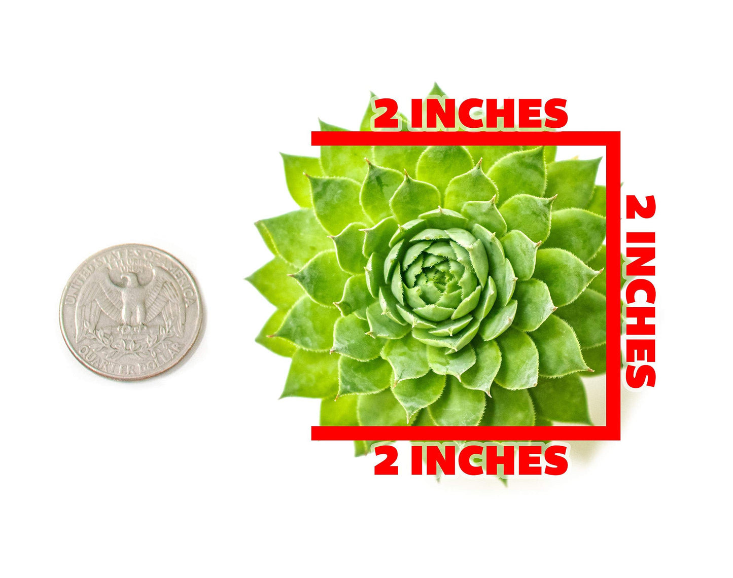 Succulent Plants | 5 Sempervivum Succulents | Rooted in Planter Pots with Soil | Real Live Indoor Plants | Gifts or Room Decor by Plants for Pets