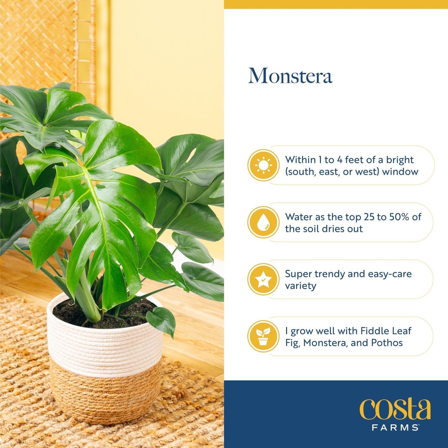 Costa Farms Monstera, Swiss Cheese Live Plant in Decorative Pot, Large Indoor Houseplant, Perfect for Home, Room, or Office Decor, Great House Warming or Birthday Gift, 2-3 Feet Tall