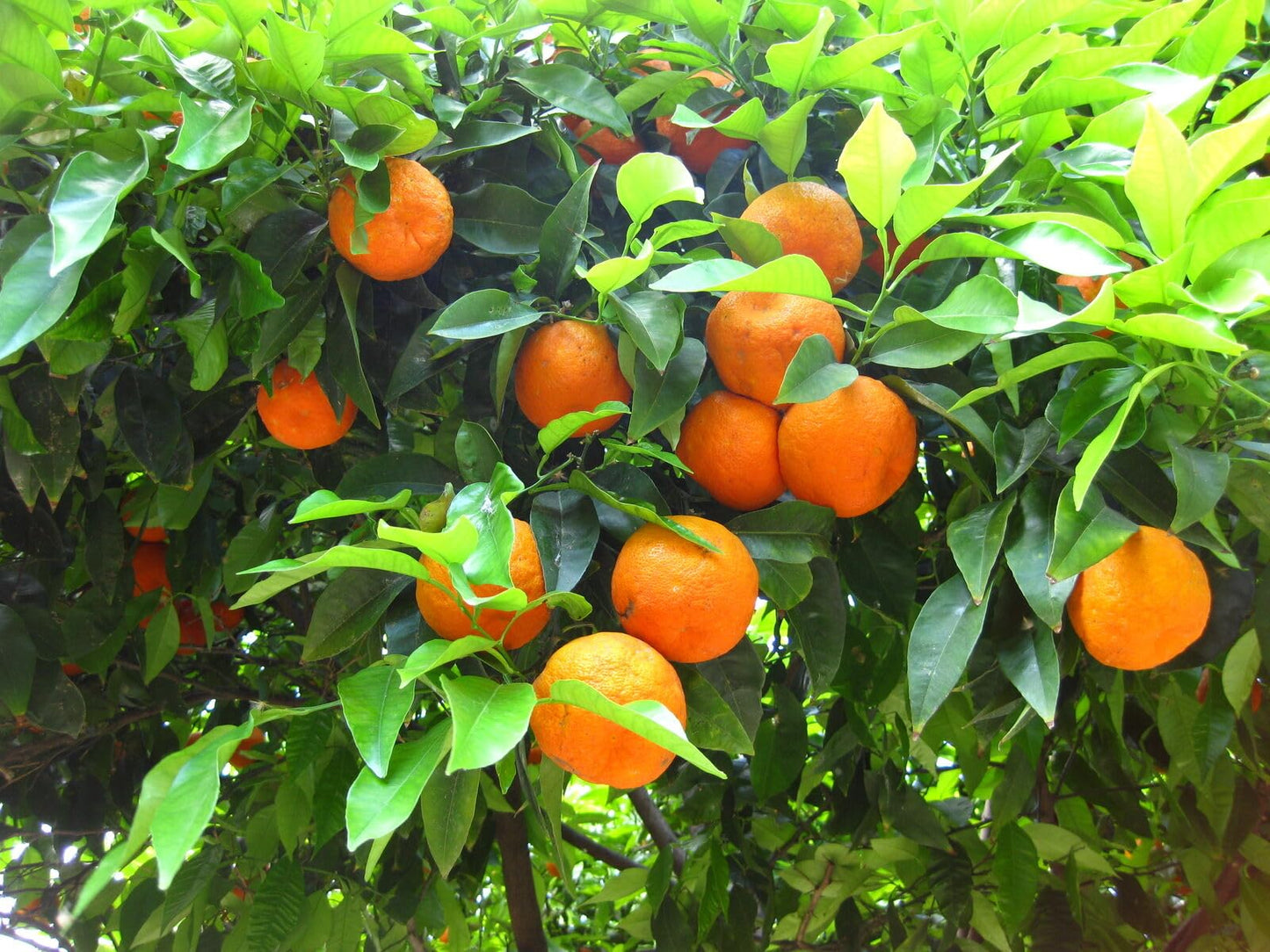 2 Valencia Orange Trees - 2-5 Inch Tall Live Plants - Potted Indoor/Outdoor Fruit Seedlings - Citrus sinensis 'Valencia' - (2 Pack)