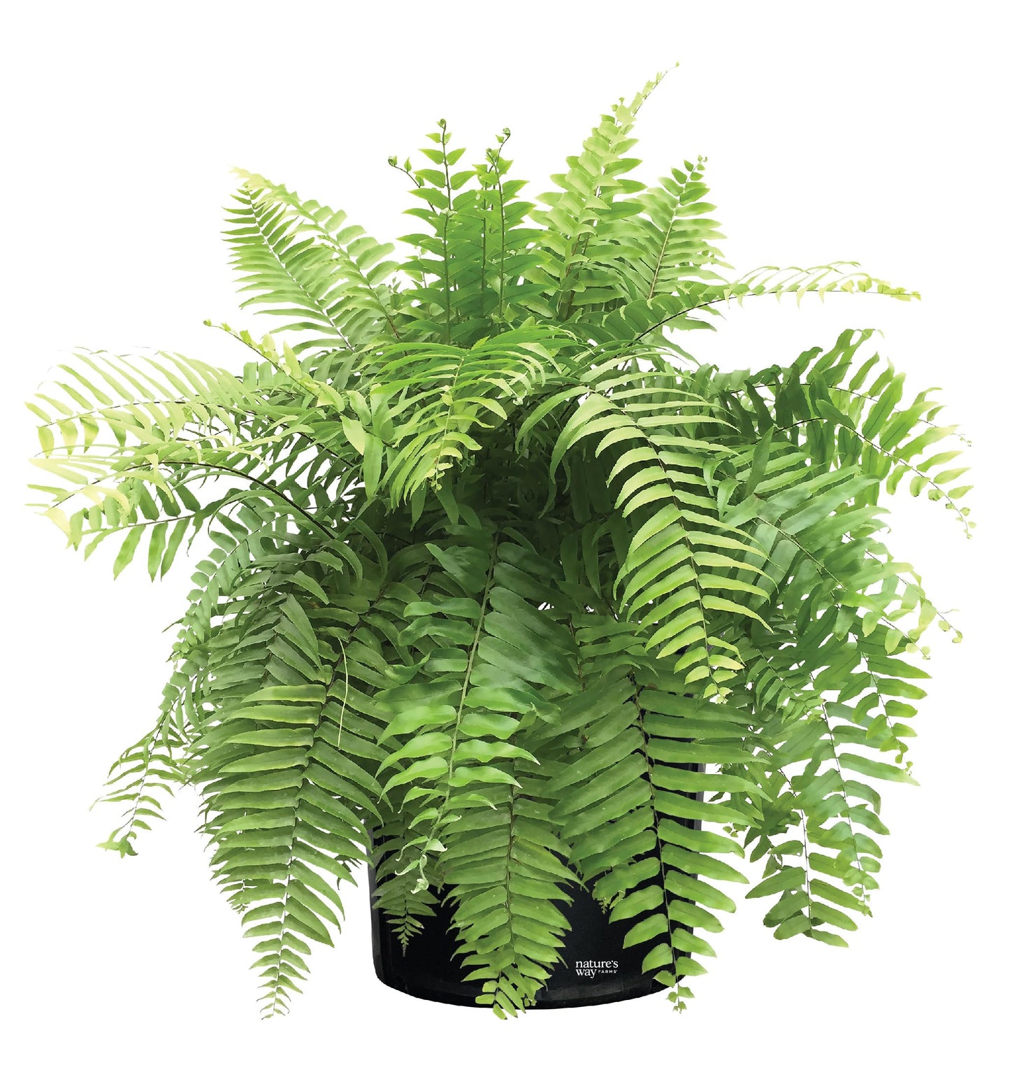 Nature's Way Farms Fern Macho Live Plant in Grower Pot (18-24 in. Tall)
