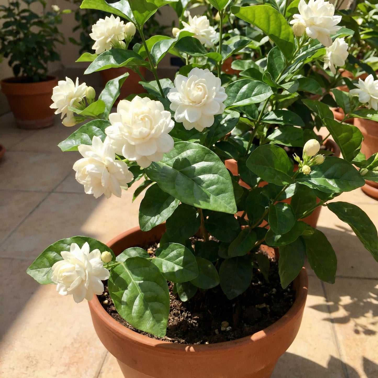 Duke of Tuscany Jasmine Plant 10-14'' Tall in Half Gallon Pot, Fragrant, Hardy Jasmine Flowering Plant for Planting Indoor Outdoor