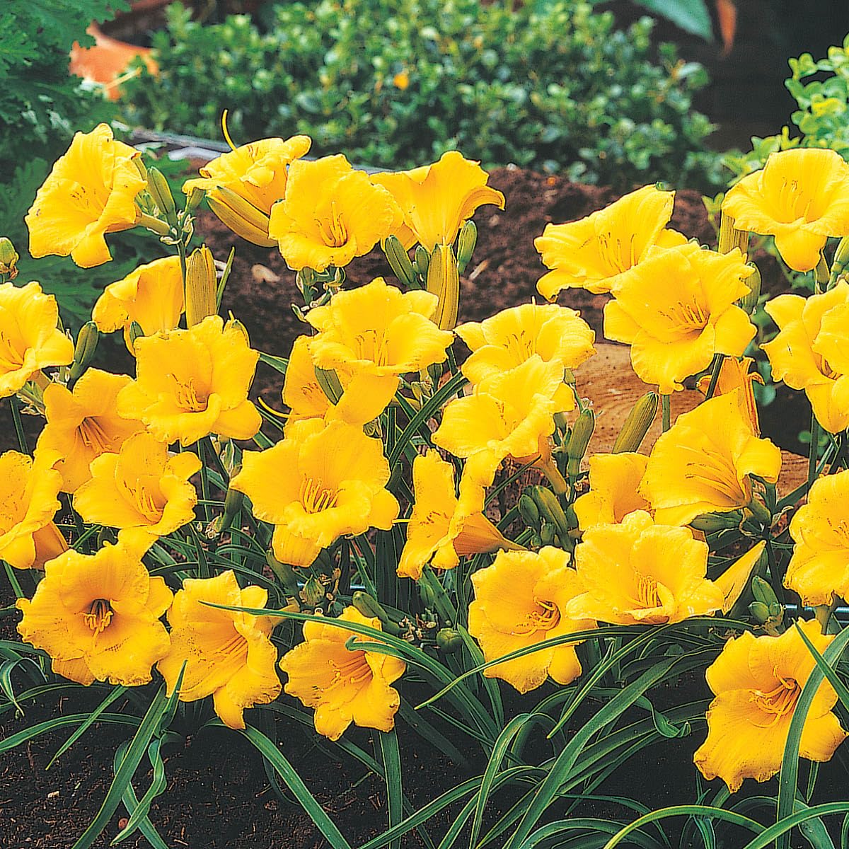 Direct Gardening Stella De Oro Reblooming Daylily Dormant Bare Root Yellow Flowering Starter Plant