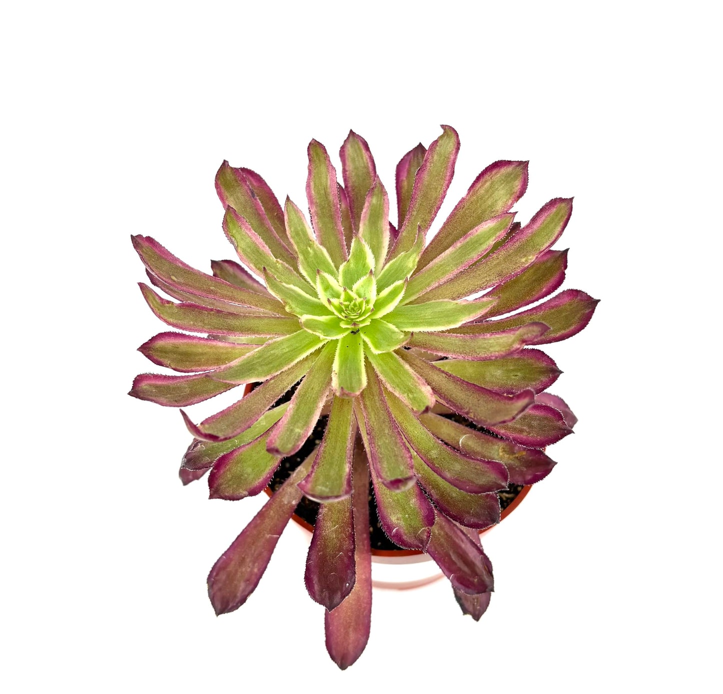 CTS Air Plants Aeonium Mardi Gras Succulent Plant, Colorful Green Blue Pink Rosettes, 4 Inch Pot, Live Indoor Outdoor Plant