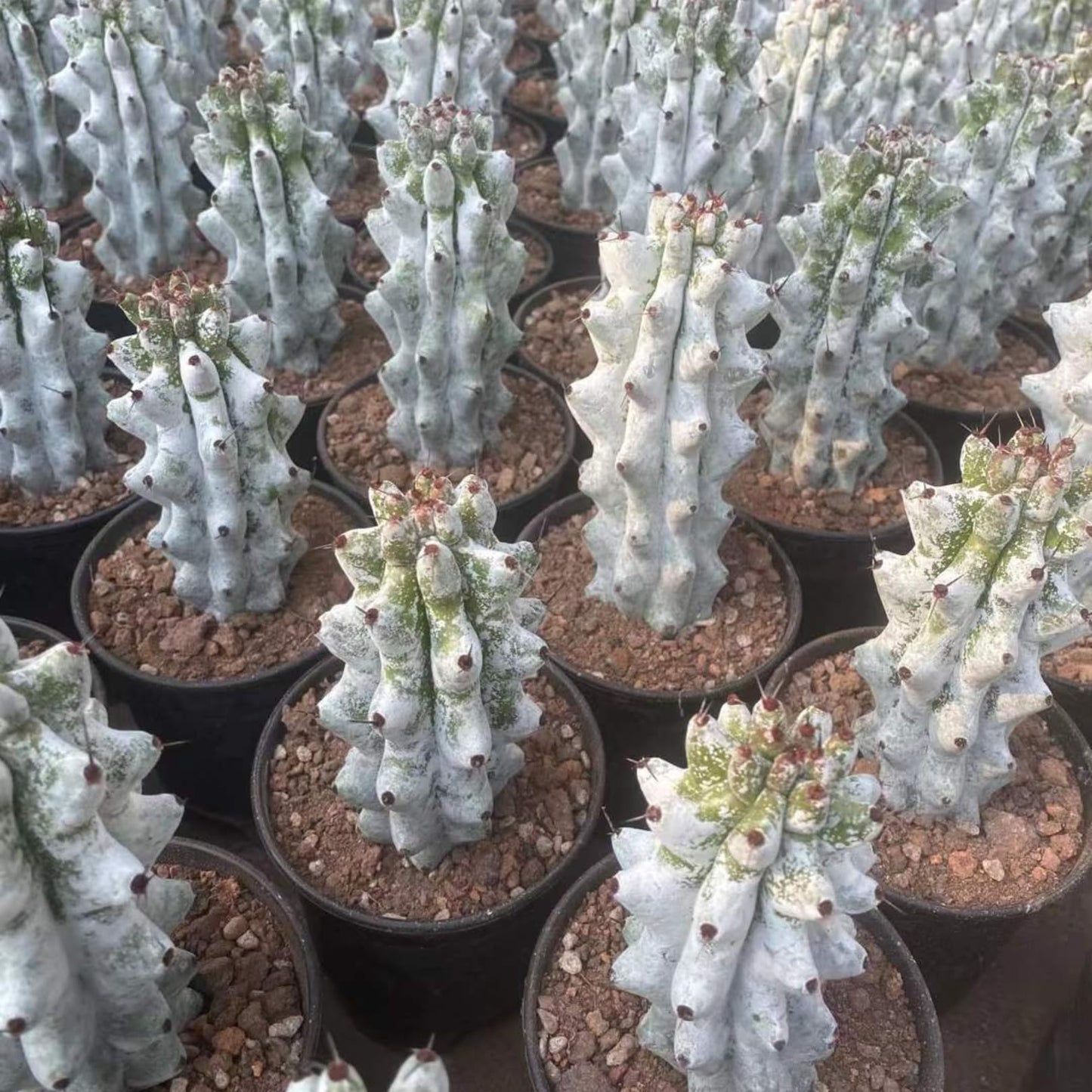 Stenocereus Beneckei Cactus – Rare Live Succulent Plant – 8"-10” Tall – Unique Columnar Cactus for Indoor & Outdoor Decor – Drought-Tolerant, Easy Care Live Plant