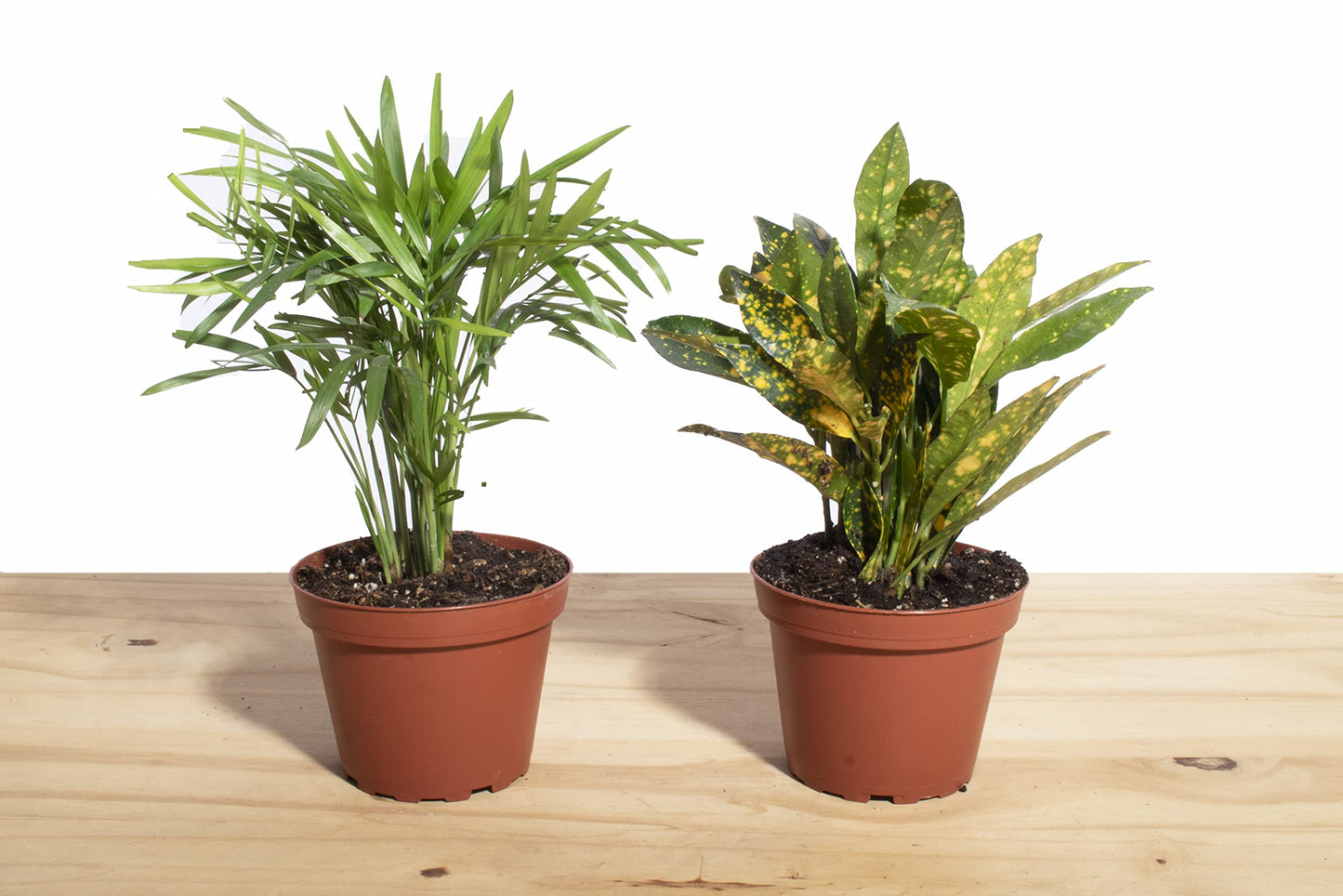Shop Succulents | Standing Collection | Hand Selected, Air Purifying Live Indoor House Plant, Croton Petra & Parlor Palm