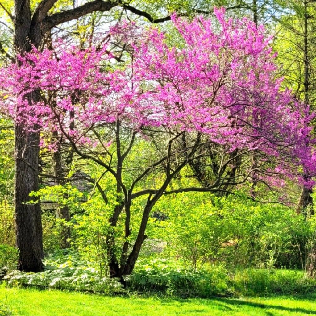 The Rising Sun Redbud Tree for Planting in Quart Pot, 12-18 Inch Tall, Eastern Redbud Tree with Seasonal Color Changes, Ornamental Tree for Home Garden Landscapes