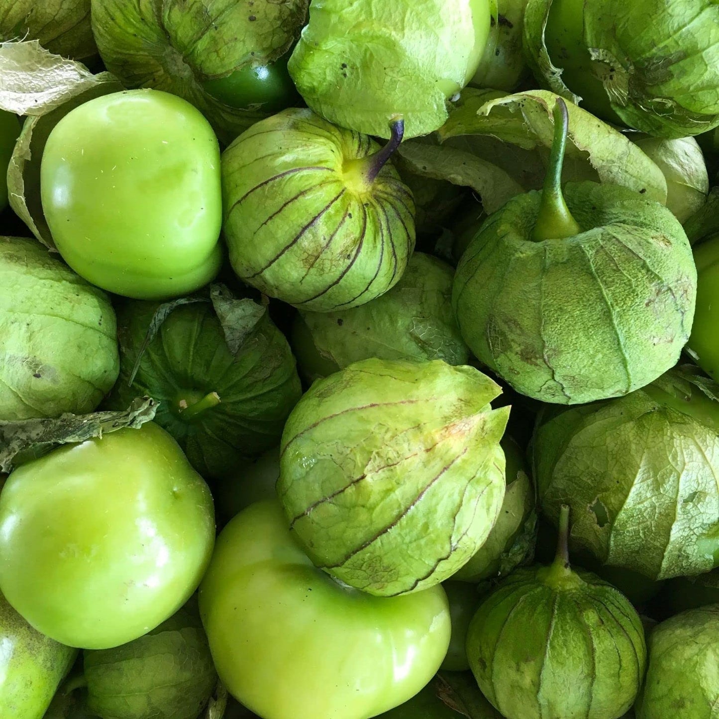 Clovers Garden Tomatillo Plants – Two (2) Live Plants – Non-GMO - Not Seeds - Each 4" to 8" Tall – in 4" Inch Pots – Must Have for Salsa Verde