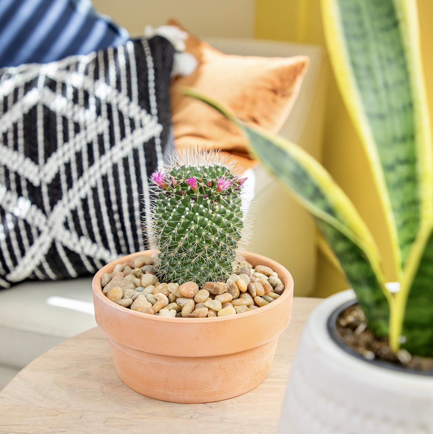 Altman Plants, Assorted Cactus Plants Live Plants (3PK), Cactus Plant Live Succulents Plants Live Cactus Decor, Indoor Plants Live House Plants in Cactus Soil, Live Cacti Plants Live Succulent Plants