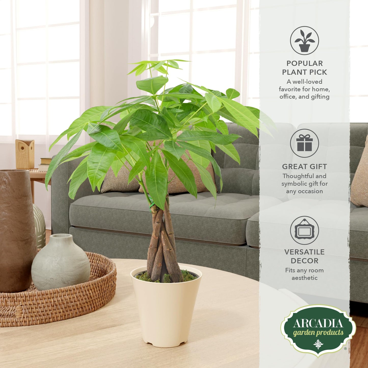 Live Braided Money Tree Pachira Aquatica Indoor Houseplant in Arcadia Garden Product's Branded Plastic Pot, Tropical Plant Collector Gift for Home and Garden Decor, 4-in, Beige