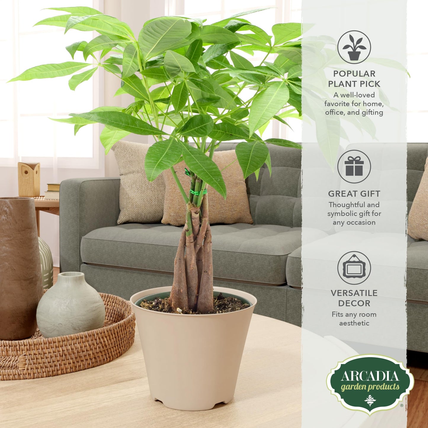 LV64 Live Braided Money Tree Pachira Aquatica Indoor Houseplant in Arcadia Garden Product's Branded Plastic Pot, Tropical Plant Collector Gift for Home and Garden Decor, 6-inch, Tan