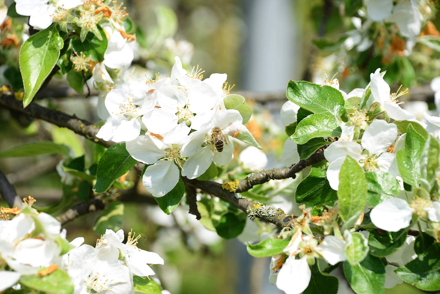 Antonovka Apple | Medium Tree Seedling | The Jonsteen Company