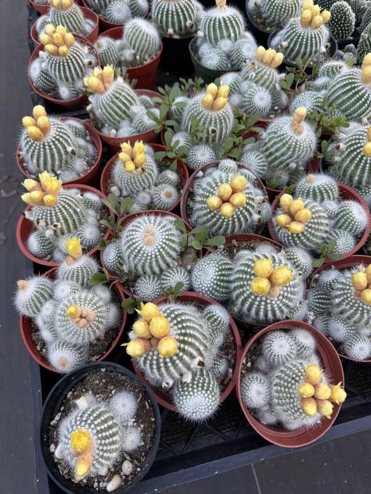 Sprout N Green Silver Ball Cactus, 1 Pack Live Parodia scopa Cactus Plant Rooted in 4in Nursery Pot, Indoor Outdoor Office Home Holiday Décor