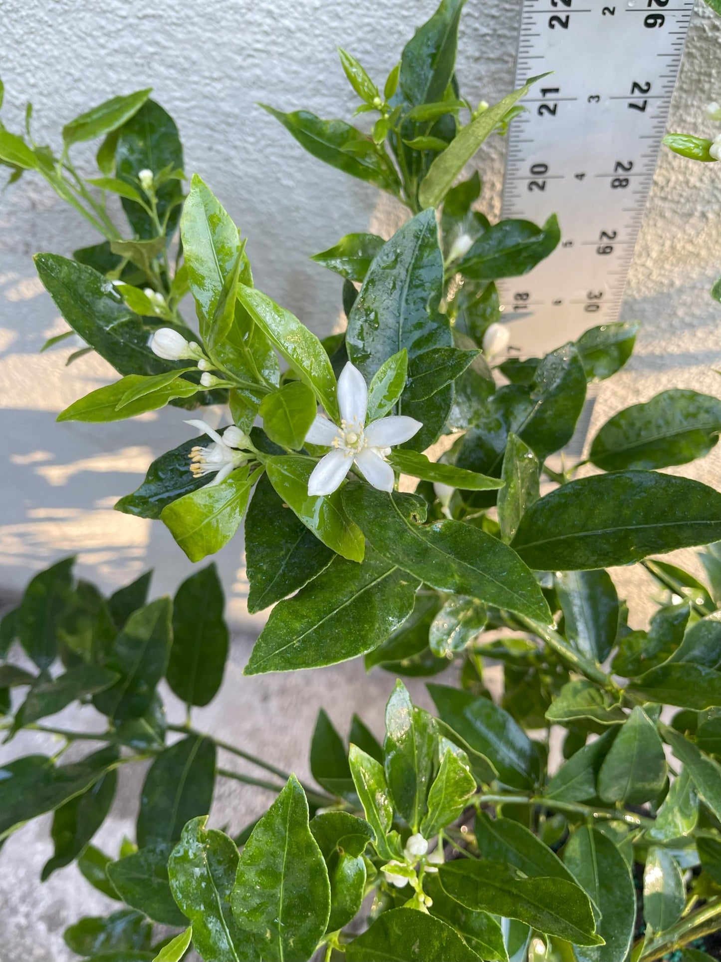 1 Live Citrus Plant, 1 to 2 ft Tall, 1 Gallon Pot, Fragant Smell with Blooming Flowers or Fruits - Cannot Ship to CA, TX, AZ, LA, HI (Key Lime)